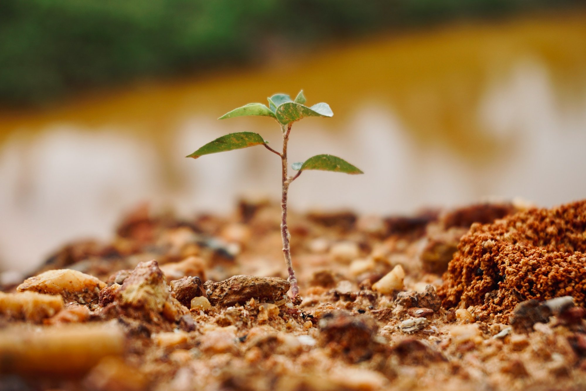 Tree planting