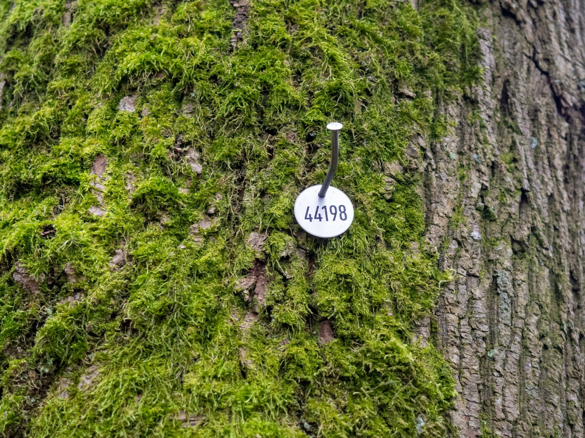 Tree with ID tag