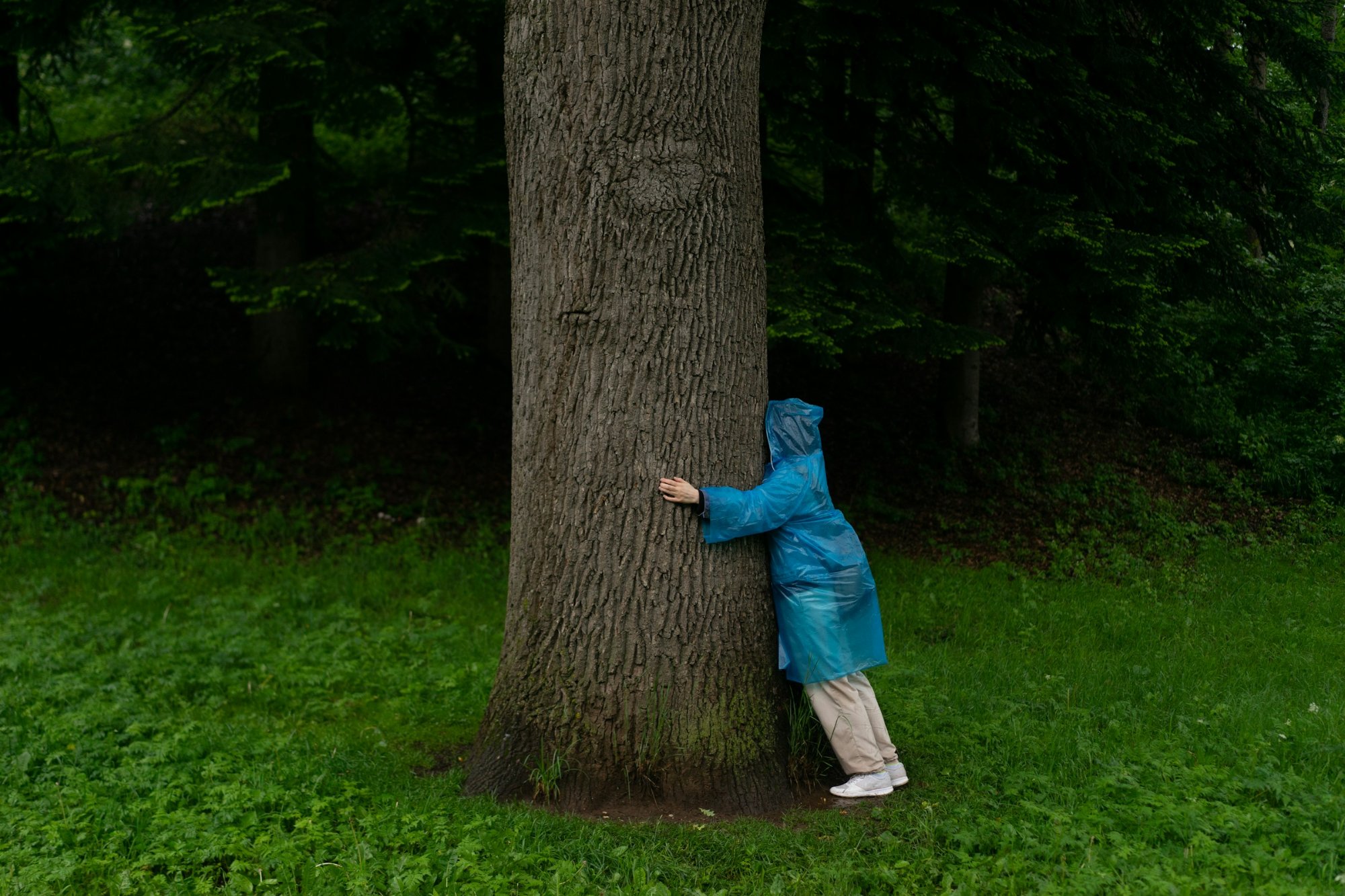 Verifying a tree in the field